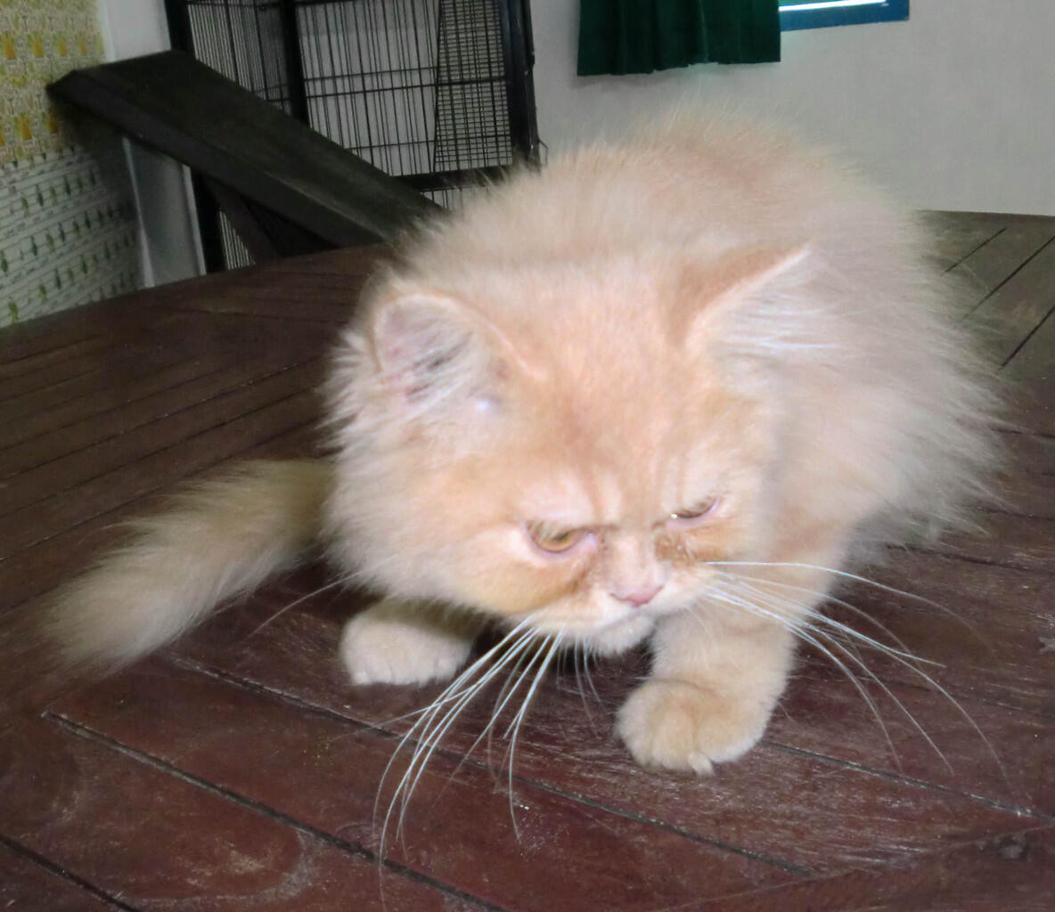 Kucing persia semi dan peaknose usia 4 bulan