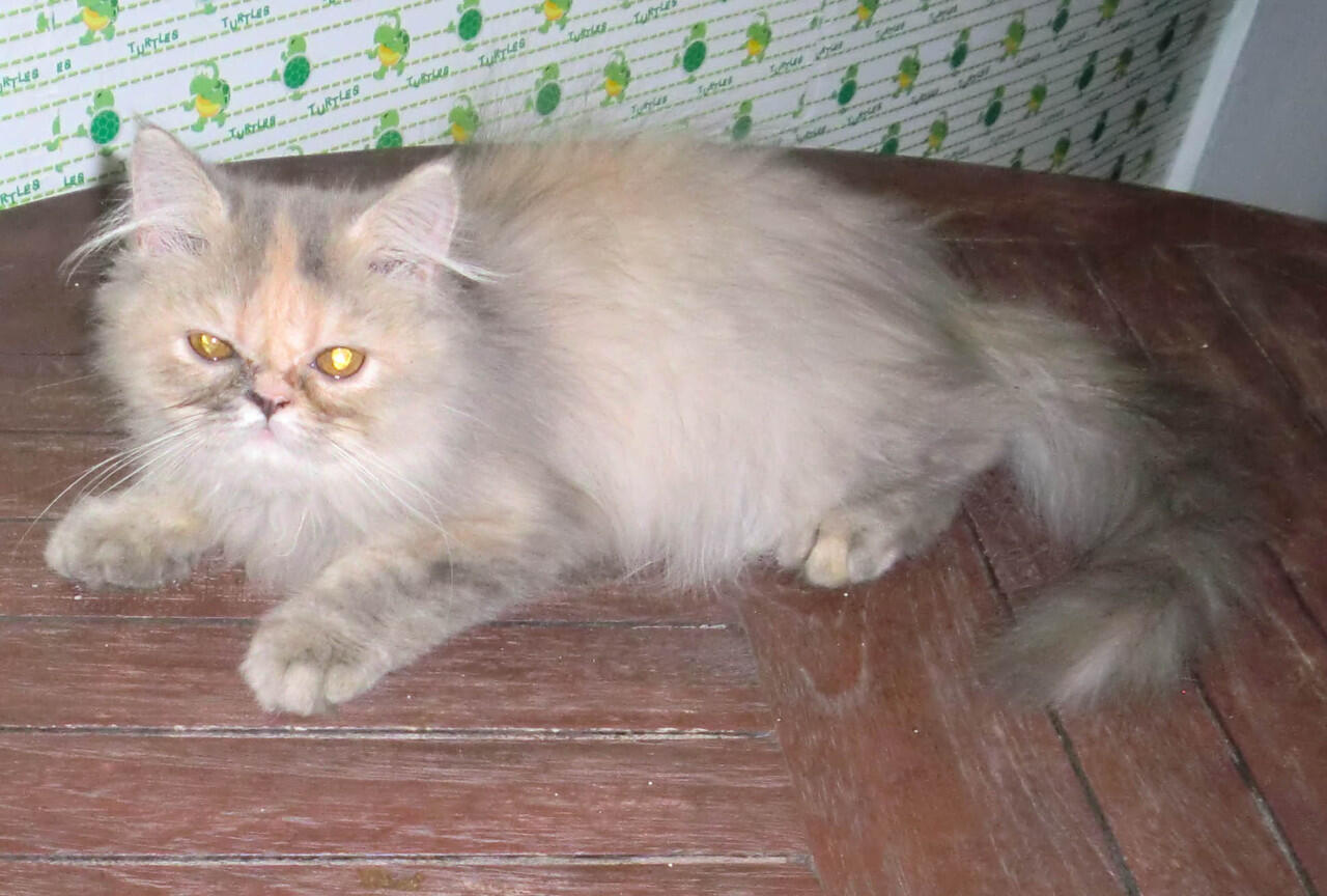 Kucing persia semi dan peaknose usia 4 bulan
