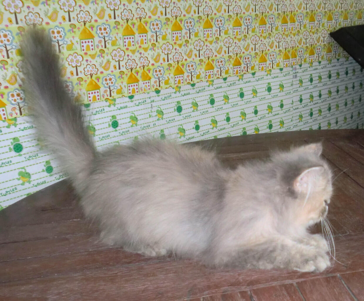 Kucing persia semi dan peaknose usia 4 bulan