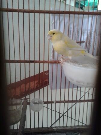 Kenari YS F1 Murni dere (kuning Polos)