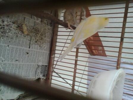Kenari YS F1 Murni dere (kuning Polos)