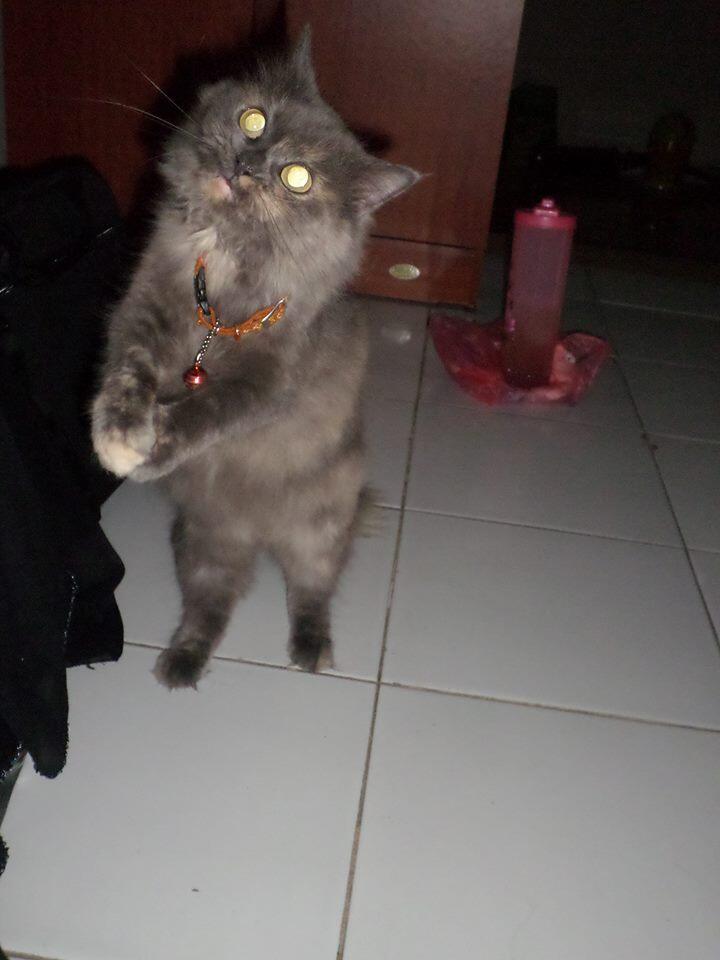 Di Jual murah kucing persia betina