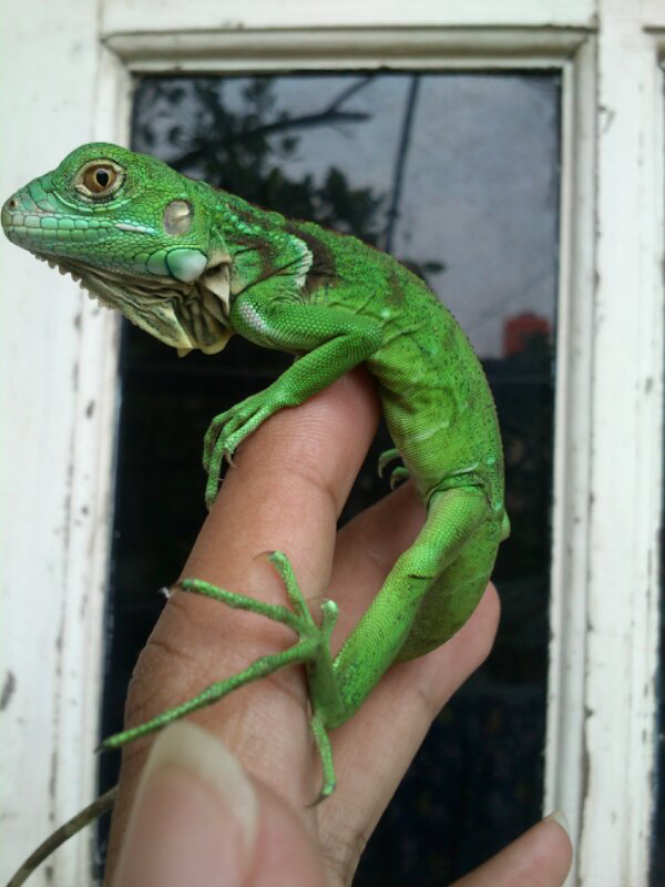 WTS Green Iguana 25cm