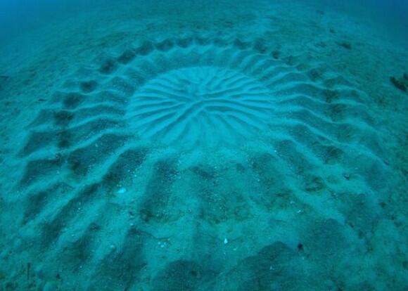 Fenomena Crop Circle Yang Menakjubkan