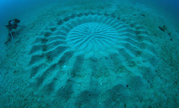 Fenomena Crop Circle Yang Menakjubkan