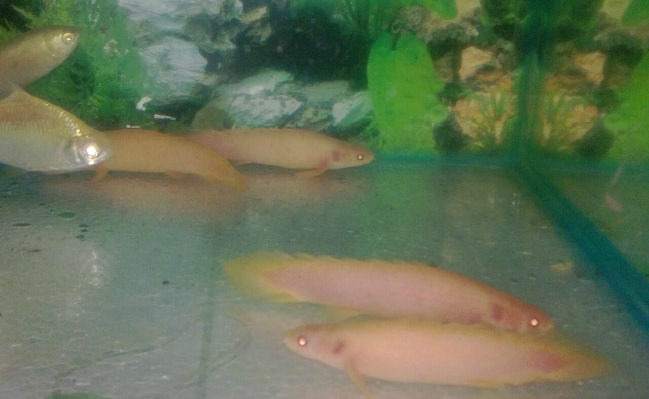 Ikan Predator Palmas Albino Shortbody MURMER