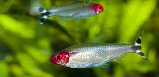 Ikan Hias Aquascape (RedNose, Cardinal,Neon Tetra,dll)