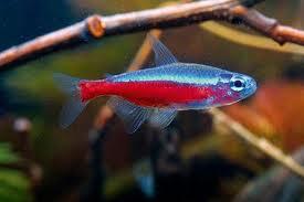 Ikan Hias Aquascape (RedNose, Cardinal,Neon Tetra,dll)