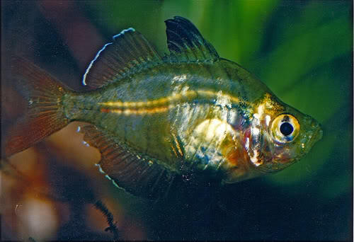 Ikan Hias Aquascape (RedNose, Cardinal,Neon Tetra,dll)