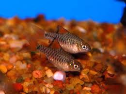Ikan Hias Aquascape (RedNose, Cardinal,Neon Tetra,dll)