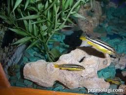 Ikan Hias Aquascape (RedNose, Cardinal,Neon Tetra,dll)