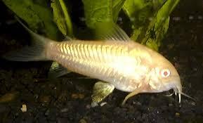 Ikan Hias Aquascape (RedNose, Cardinal,Neon Tetra,dll)