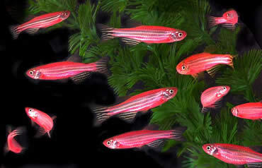 Ikan Hias Aquascape (RedNose, Cardinal,Neon Tetra,dll)