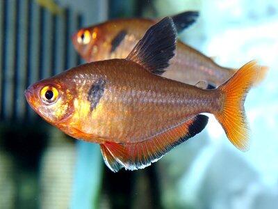 Ikan Hias Aquascape (RedNose, Cardinal,Neon Tetra,dll)