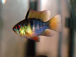 Ikan Hias Aquascape (RedNose, Cardinal,Neon Tetra,dll)
