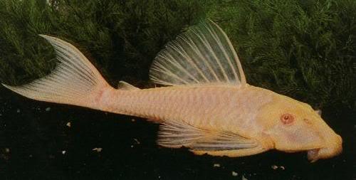 Ikan Hias Aquascape (RedNose, Cardinal,Neon Tetra,dll)