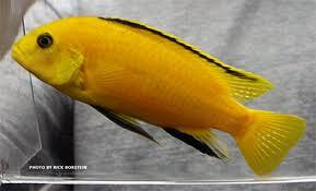 Ikan Hias Aquascape (RedNose, Cardinal,Neon Tetra,dll)