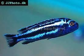 Ikan Hias Aquascape (RedNose, Cardinal,Neon Tetra,dll)