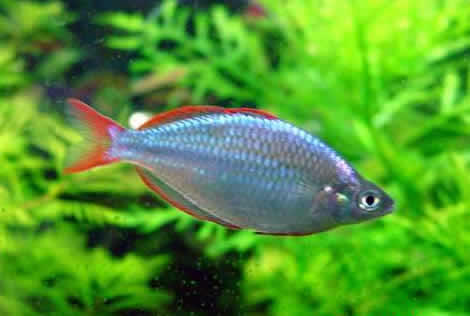 Ikan Hias Aquascape (RedNose, Cardinal,Neon Tetra,dll)