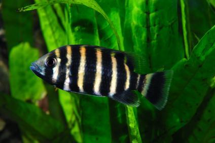 Ikan Hias Aquascape (RedNose, Cardinal,Neon Tetra,dll)