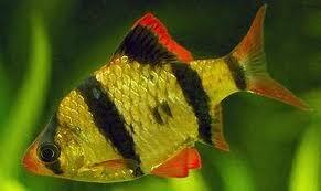 Ikan Hias Aquascape (RedNose, Cardinal,Neon Tetra,dll)