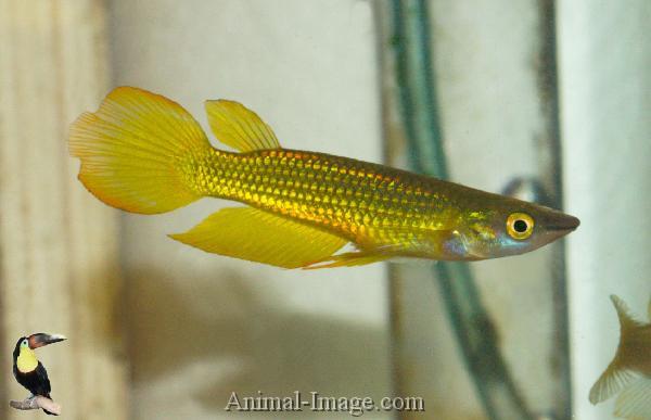 Ikan Hias Aquascape (RedNose, Cardinal,Neon Tetra,dll)