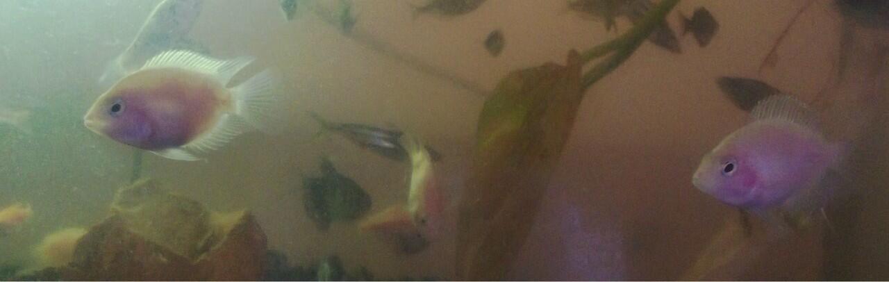Ikan Hias Aquascape (RedNose, Cardinal,Neon Tetra,dll)