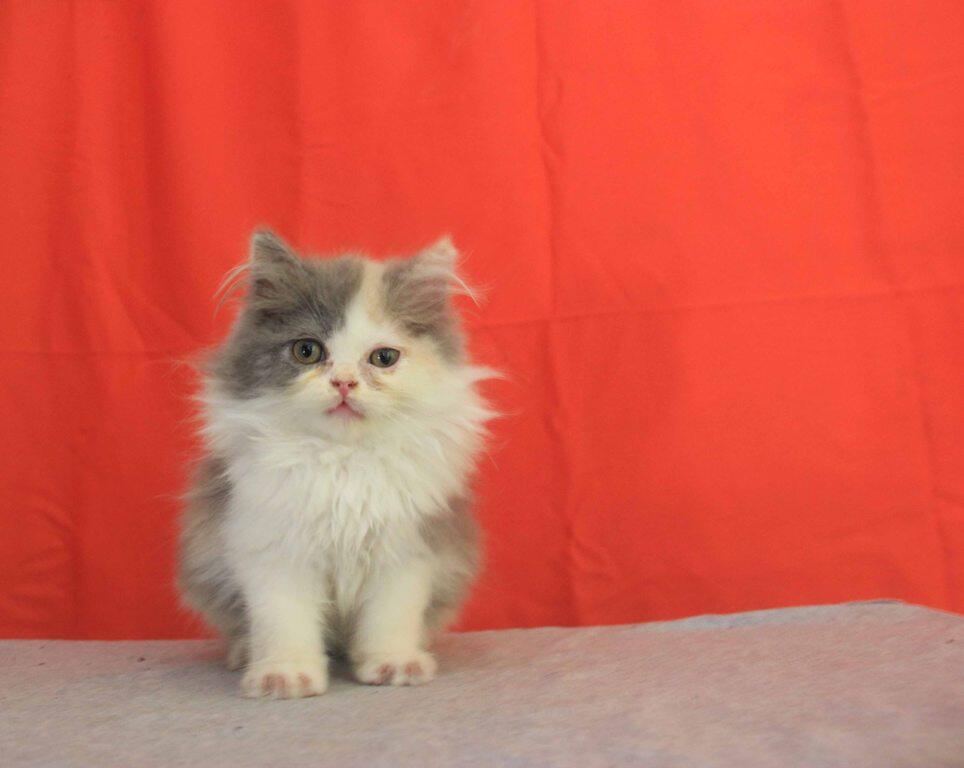 Kitten Persia Flat Nose Calico