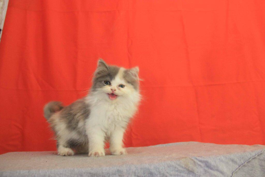 Kitten Persia Flat Nose Calico