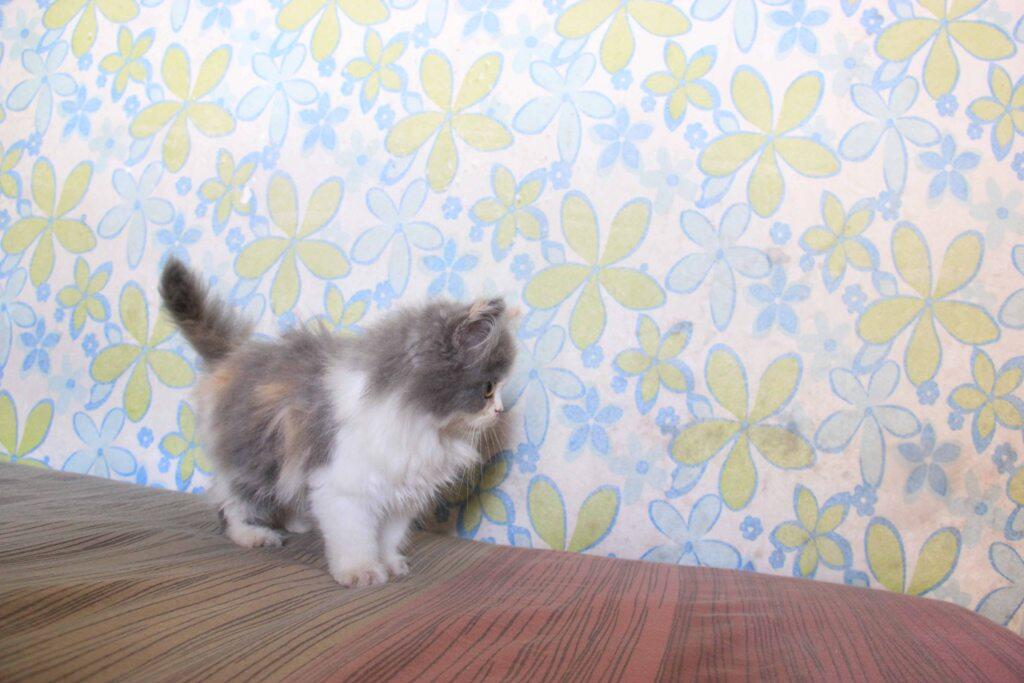 Kitten Persia Flat Nose Calico