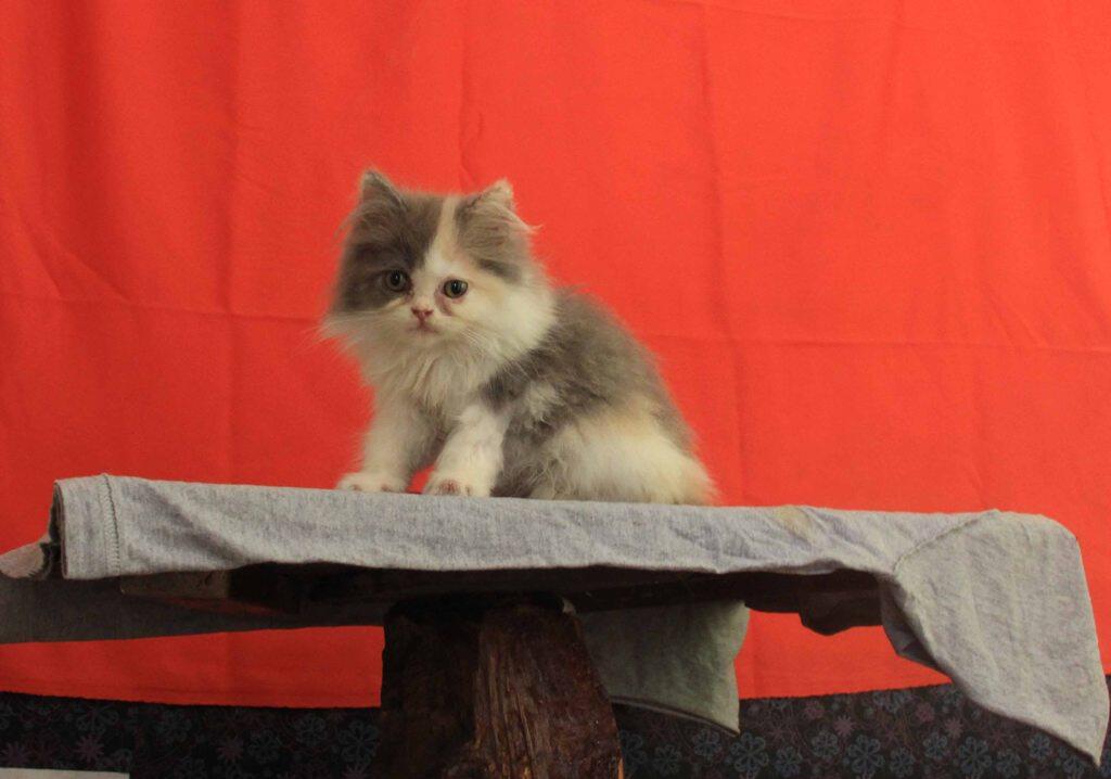 Kitten Persia Flat Nose Calico