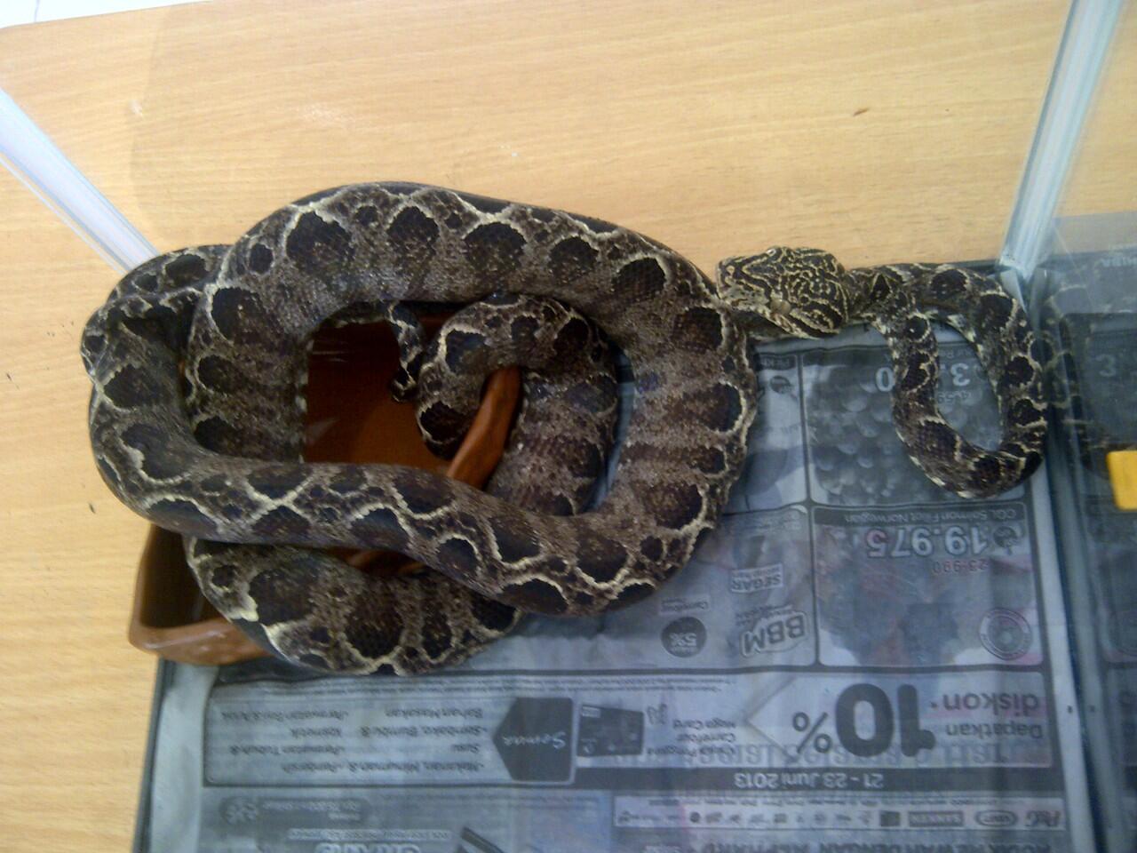 jual amazon tree boa