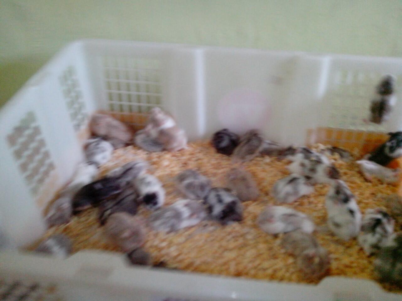 Hamster Campbell and Winter (Grosir dan Reseller Masuk)
