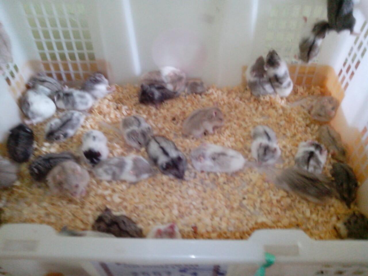 Hamster Campbell and Winter (Grosir dan Reseller Masuk)