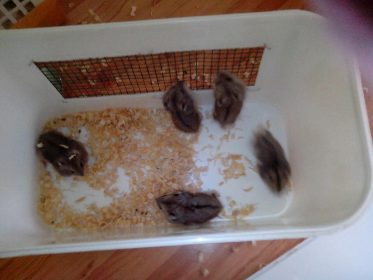 Hamster Campbell and Winter (Grosir dan Reseller Masuk)