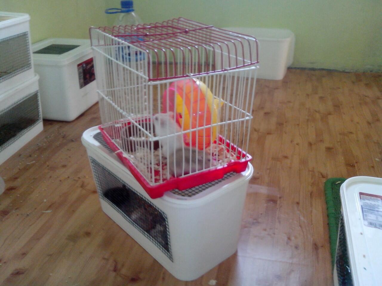 Hamster Campbell and Winter (Grosir dan Reseller Masuk)