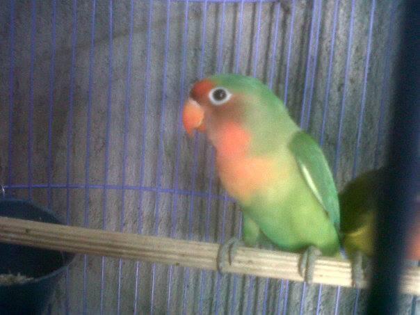 burung LB non cleb