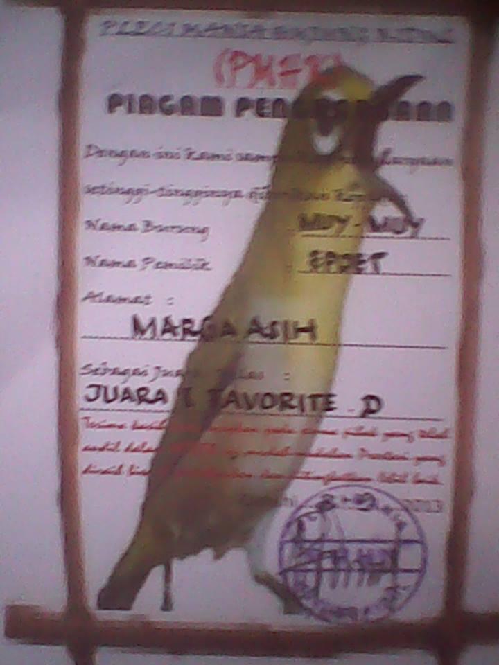 sell burung pleci gacor buka paruh