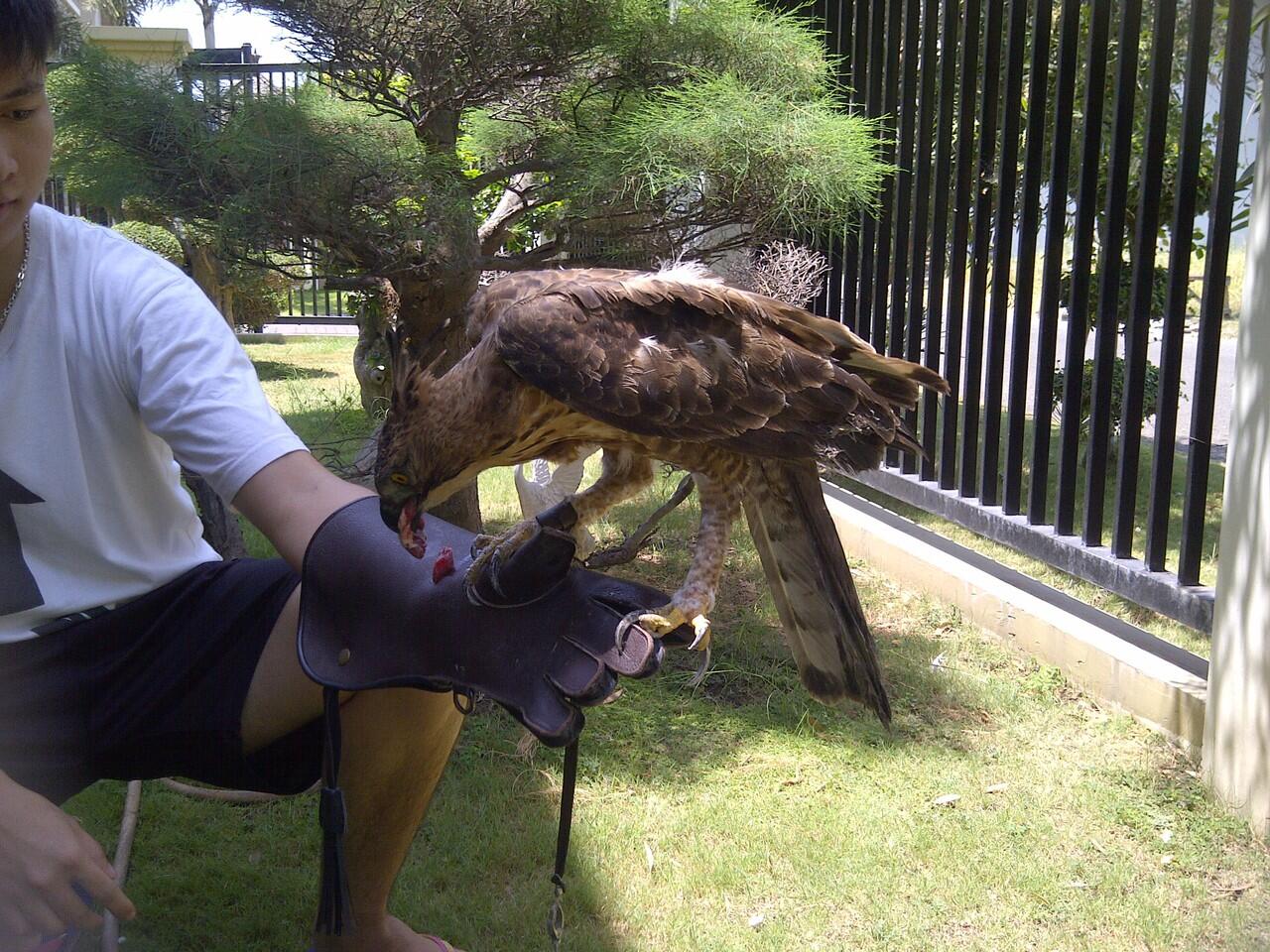 Jual BOP mountain hawk eagle ( MHE )