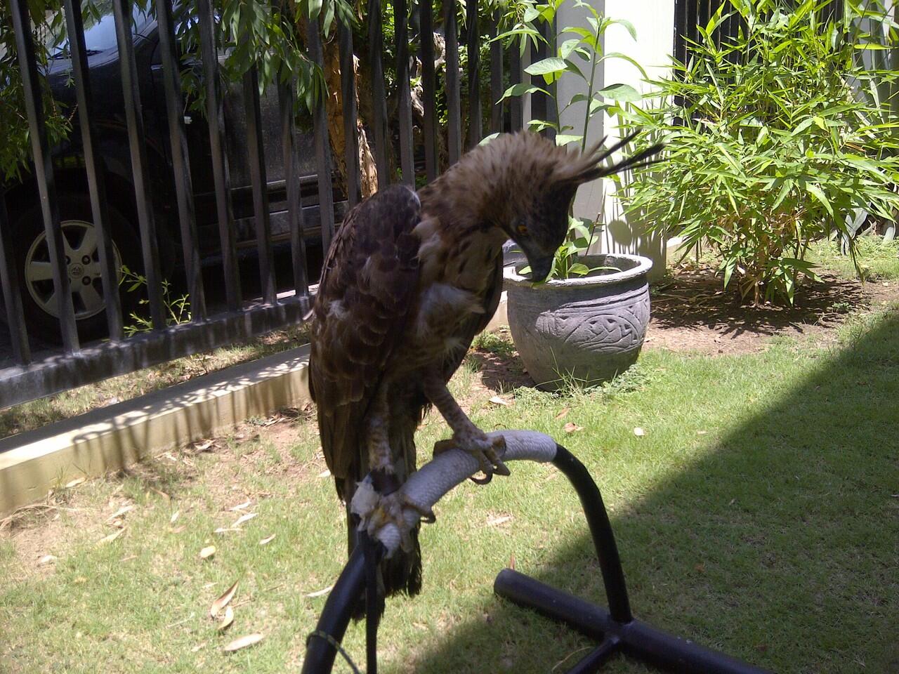 Jual BOP mountain hawk eagle ( MHE )