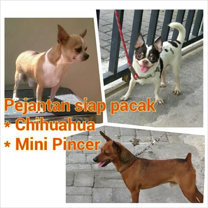 Jasa Pacak Chihuahua