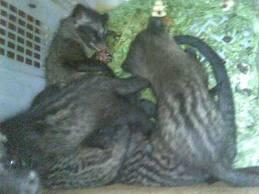 musang pandan