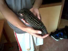 musang pandan