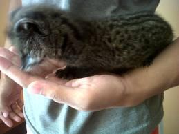 musang pandan