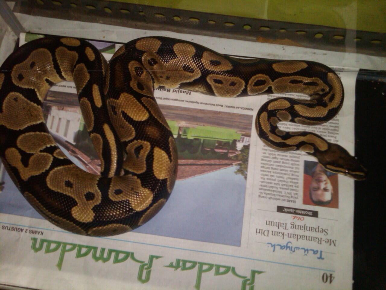 Ball Python
