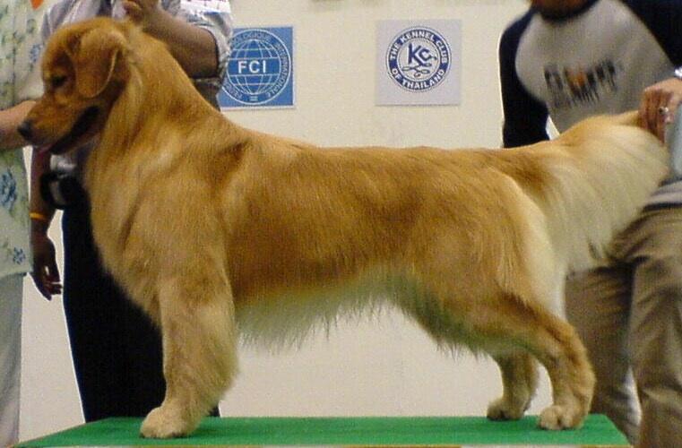 Golden retriever puppies Champion Import bloodline