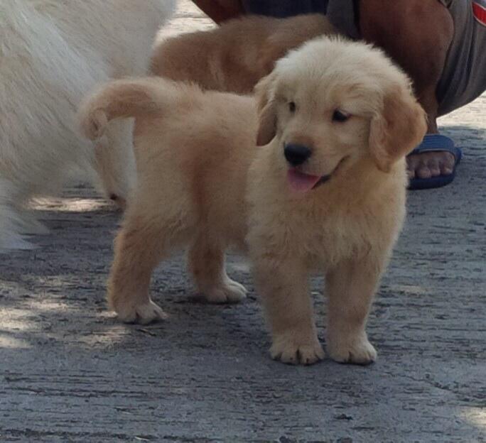 Golden retriever puppies Champion Import bloodline