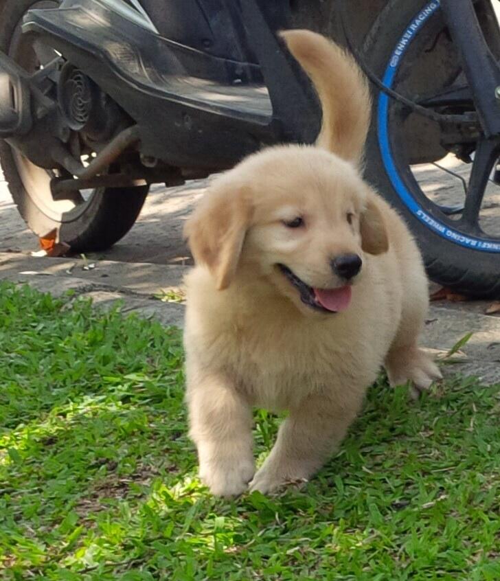 Golden retriever puppies Champion Import bloodline
