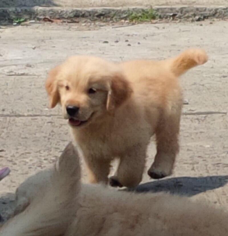 Golden retriever puppies Champion Import bloodline