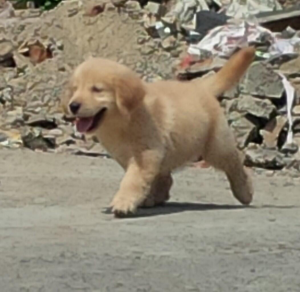 Golden retriever puppies Champion Import bloodline